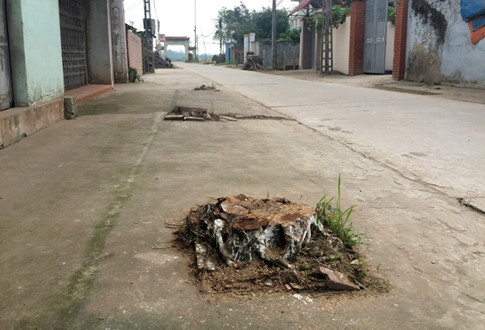Hà[-]Nội:[-]Cả[-]trăm[-]cây[-]xanh[-]bị[-]chặt[-]hạ[-]sau[-]đợt[-]ra[-]quân[-]"đòi"[-]vỉa[-]hè